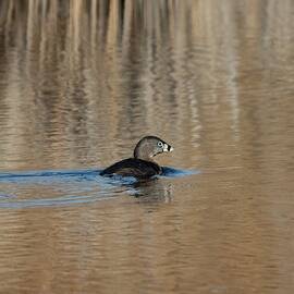 Pied-billed Grebe in Spring by Marlin and Laura Hum