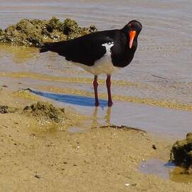 Pied Oyster Catcher - Swan River WA by Lesley Evered
