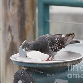 Pigeon Drinking From Faucet  by Chuck Kuhn