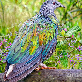 Pigeon Extraordinaire by Judy Kay
