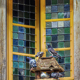 Pigeons of Versailles by Morey Gers