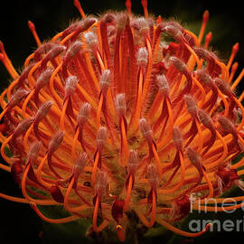 Pincushion Protea - Leucospermum Cordifolium by Elaine Teague