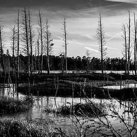 Pine Barrens Landscape by Louis Dallara
