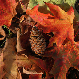 Pine Cone And Fall Maple Leaves by Robert Tubesing