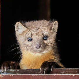 Pine Marten Yellowstone National Park II