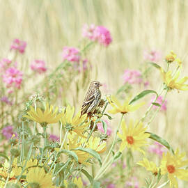 Pine Siskin Bird in the Garden by Jennie Marie Schell