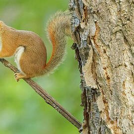 Pine Squirrel in Richardson NC by Natural Focal Point Photography