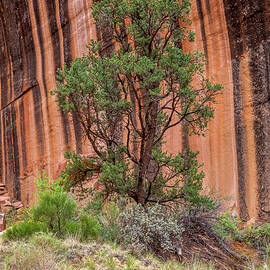 Pine tree of Zebra Canyon by Pierre Leclerc Photography