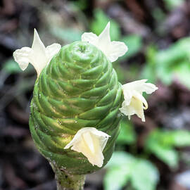 Pinecone Ginger by Norman Johnson