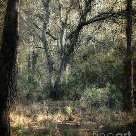 Pines and Oaks by Marvin Spates