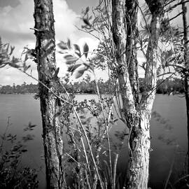 Pinhole Pine Glades Lake - 1- Everglades by Rudy Umans
