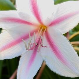 Pink and White Lilies by Kaylee Beam