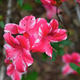 Pink and White Streaked Azalea Flowers by Heron And Fox