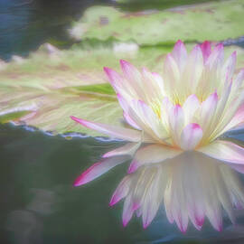 Pink and White Water Lily Reflection by Teresa Wilson