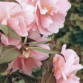 Pink Camellias by David Beard