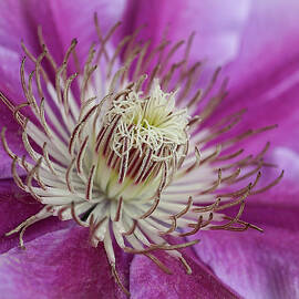 Pink Clematis Macro Art Print by Lily Malor