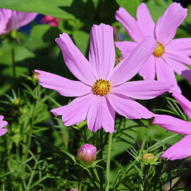 Pink Cosmos Flowers Closeup by Marlin and Laura Hum