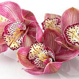 Pink Cymbidium Orchid Flower Art Printt by Lily Malor