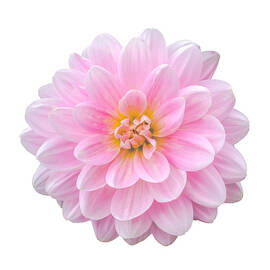 Pink Dahlia Flower by Mr Doomits