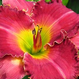 Pink Daylily Frills  by Lori Frisch