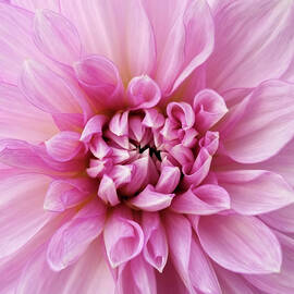 Pink Flower Center by Sqwhere Photo