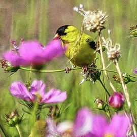 Pink Flower Goldfinch by Jim Saul