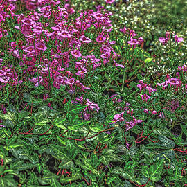 Pink flowers green leaves #l5 by Leif Sohlman