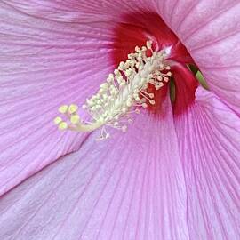 Pink Hibiscus