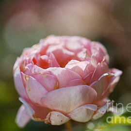 Pink Hue Gold Rose by Joy Watson