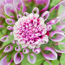 Pink Lavender and White Dahlia with Signature 