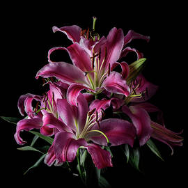 Pink Lilies Art Photo by Lily Malor