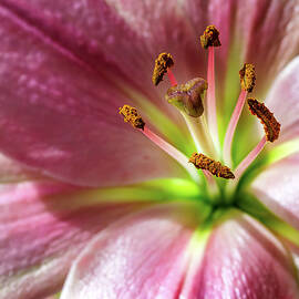 Pink Lily Macro by Laura Epstein
