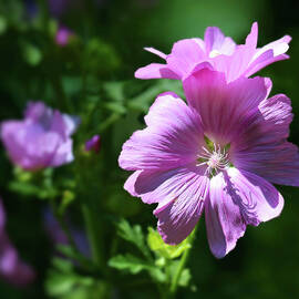 Pink Mallow at First Light by Sandra Huston