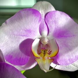 Pink Moth Orchid Shimmering Single  by Gary F Richards