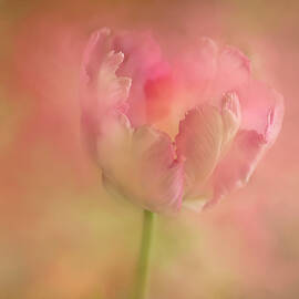 Pink Parrot Tulip by Ann Bridges