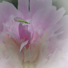 Pink Peony with Green Visitor