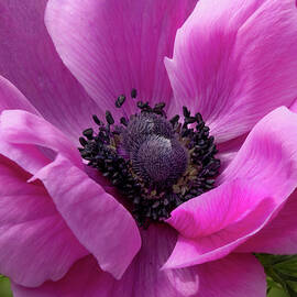 Pink Poppy with a Brooch by Brian Morefield - Prose Imagery