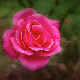 Pink Rose 2 by Elaine Teague