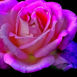 Pink Rose by Dennis Baswell