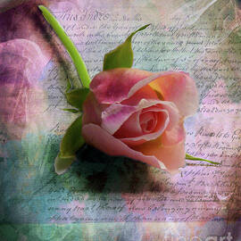 Pink Rose by Lynn Bolt