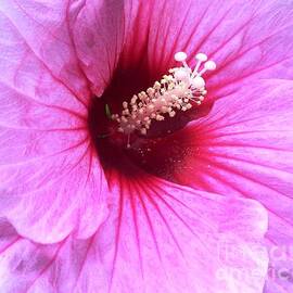 Pink Hibiscus in Clayton NC by Catherine Ludwig Donleycott