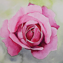 Pink Rose Watercolour  by Spectrum Art Studio