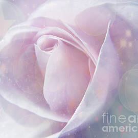Pink Rose with Stars by Lynn Bolt