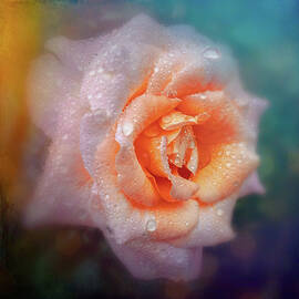 Pink Rose with textured background by Sue Leonard