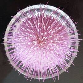 Pink Thistle