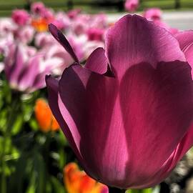 Pink tulip closeup by Thomas Brewster