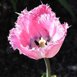 Pink Tulip by Vicky Sweeney