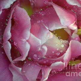 Pink tulip with raindrops by Camelia C