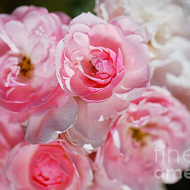 Pink White Standout Roses by Joy Watson