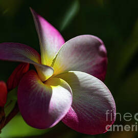 Pink Yellow Plumeria Flower Sunlit by Phillip Espinasse